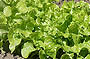 Oakleaf Lettuce