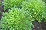 Fine Frisee Endive