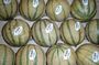Charentais Melons